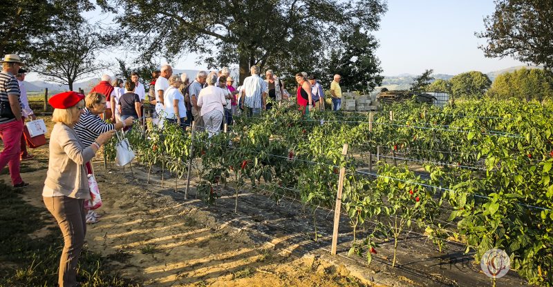 Photographie incentive journee decouverte pays basque voyage visite atelier piment espelette beret producteur nature agence evenementielle saint jean de luz erronda