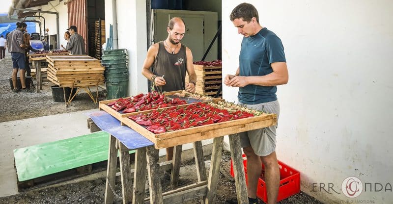Photographie incentive journee decouverte pays basque voyage visite atelier piment espelette producteur nature agence evenementielle saint jean de luz erronda