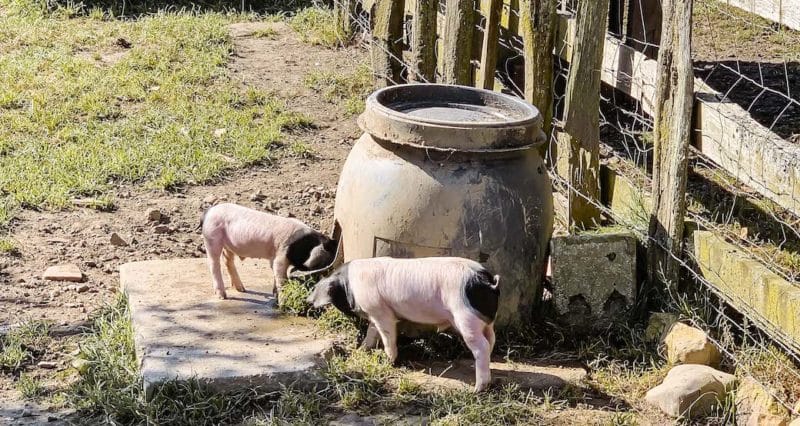 Kedge Aldudes Les Aldudes Pierre Oteiza Ferme Gastronomie Cochons Randonnée Vin Patrimoine Dégustation Oenologie Nature Montagnes Pays Basque intérieur déjeuner école de commerce Kedge Bayonne
