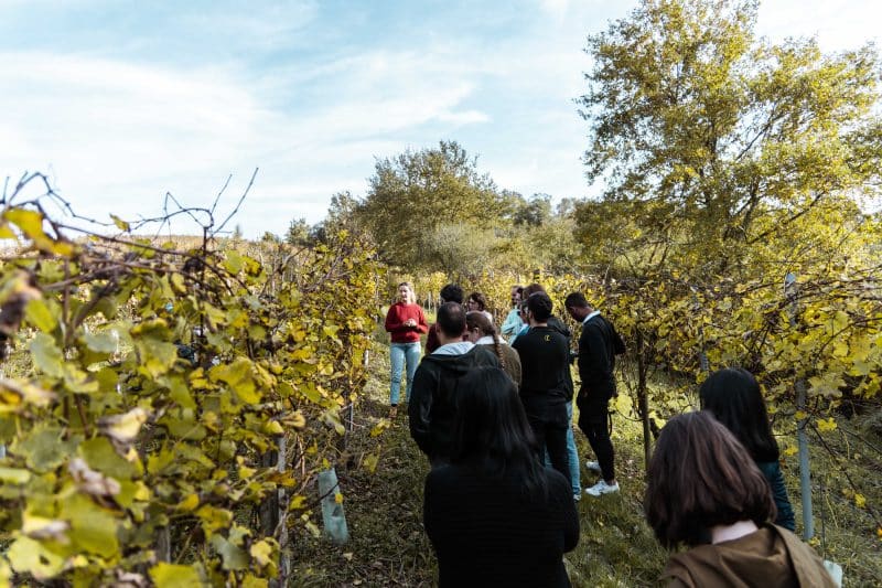 incentive vin vigneron jurançon agence evenementielle erronda pays basque