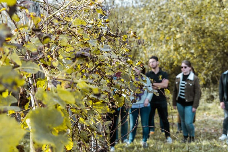 incentive vin vigneron jurançon agence evenementielle erronda pays basque