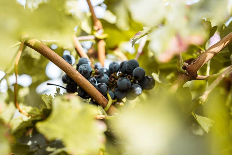 séminaire rioja gastronomie vin mongolfiere agence erronda