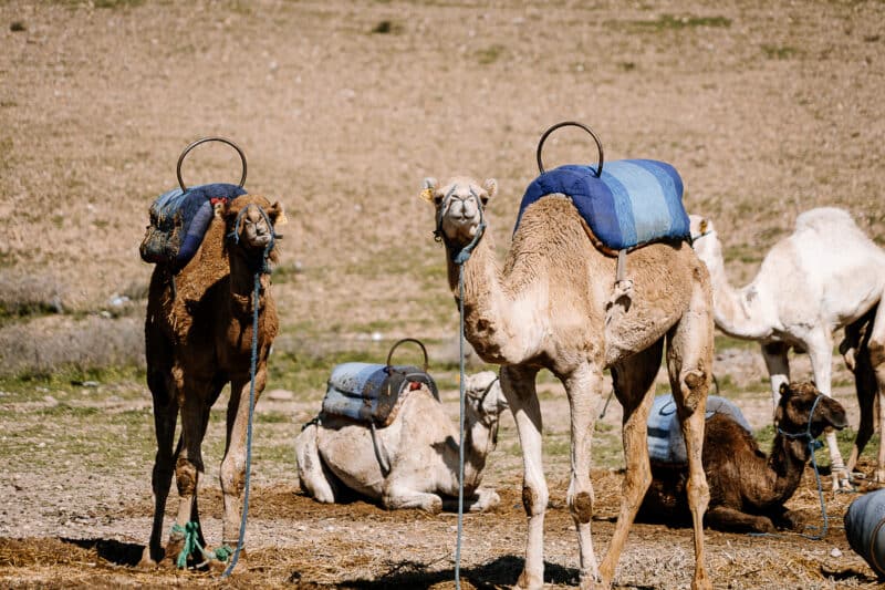 Reportage photo video séminaire entreprise maroc salty view photographe x agence erronda pays basque